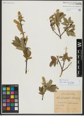 Foto von Salix hastata L.